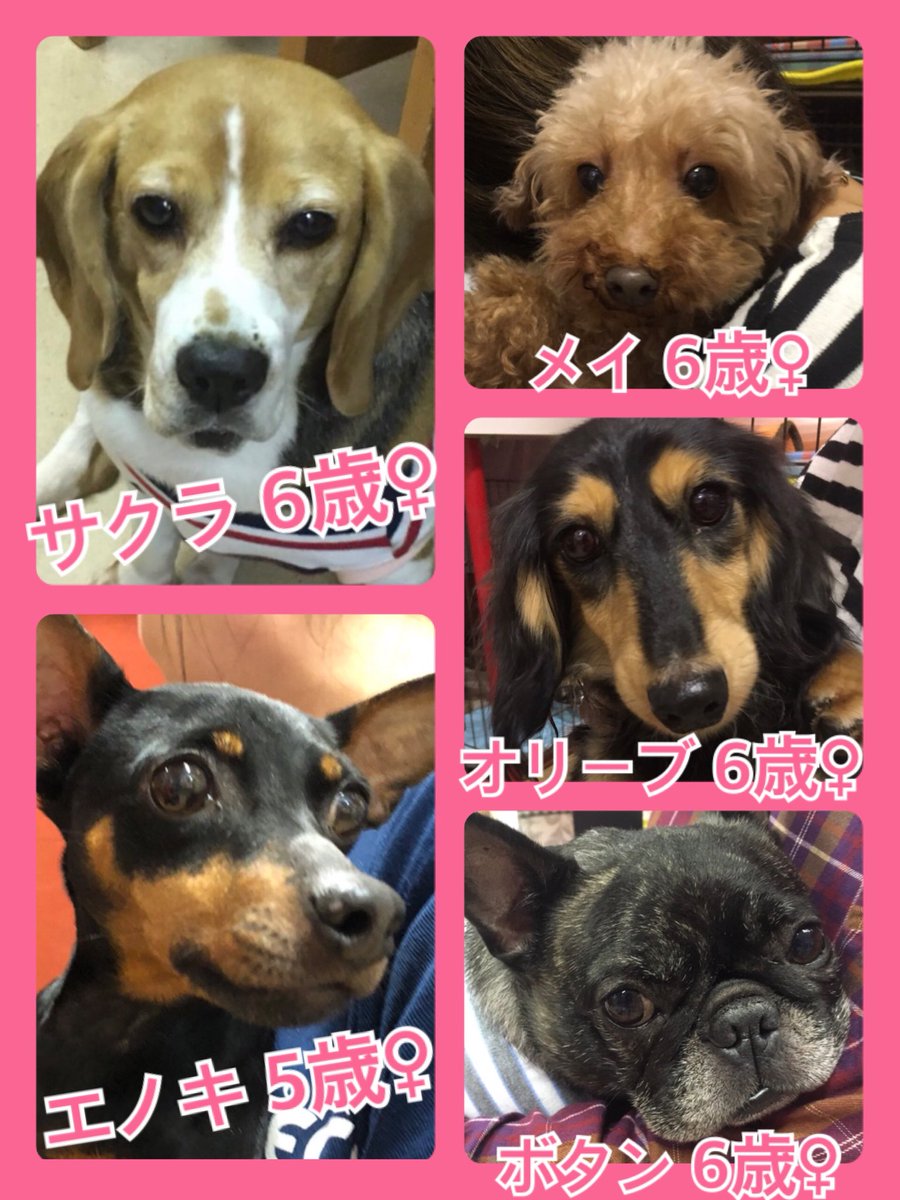 🐾今日の里親様募集中ワンコ🐶メンバーです🐾2019,10,29